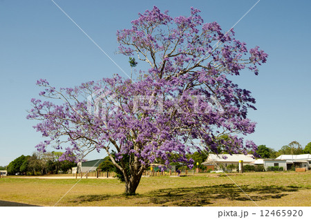 満開のジャカランダ 12465920
