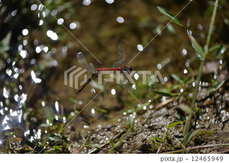 マユタテアカネの雌雄 マユタテアカネの雌雄 12465949