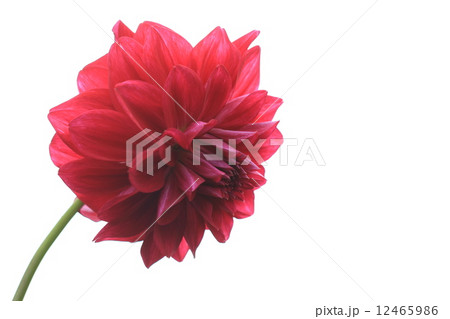 ダリアの花 12465986