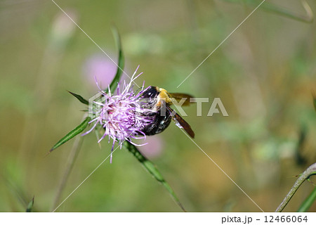 クマバチと薊 12466064