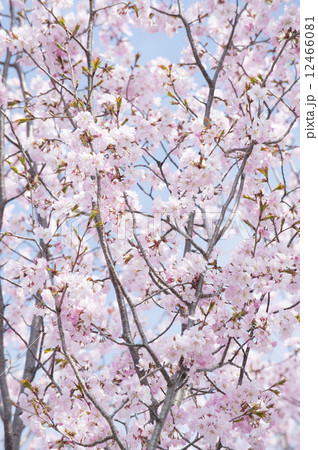 桜 12466081