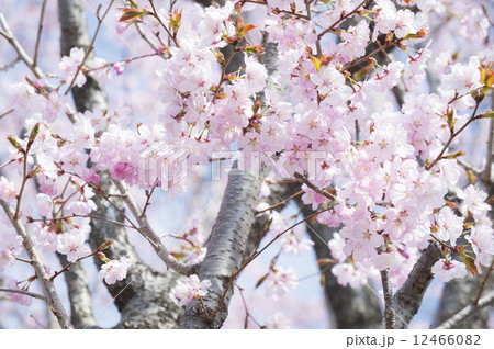 桜 12466082