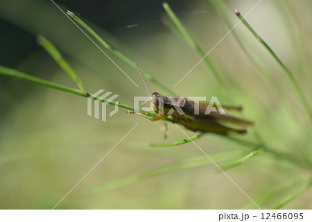 コバネイナゴ 12466095
