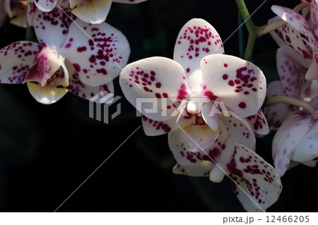 white orchid tropical flowers in garden white orchid tropical flowers in garden 12466205