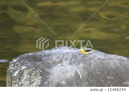 キセキレイ 12466294