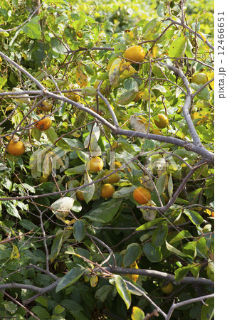 柿の木 柿の木 12466651