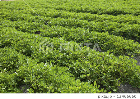 落花生畑 12466660