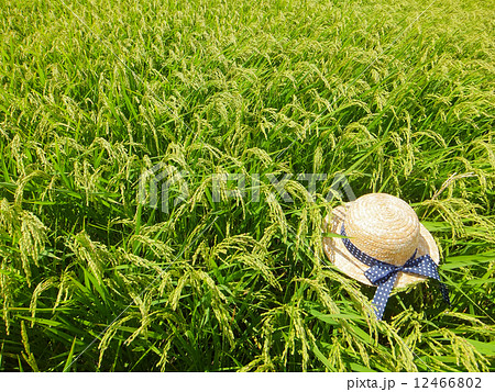 ８月の水田（若い稲穂と麦わら帽子）G2(帽子に向日葵のついているものあり。No.11884852~) 12466802
