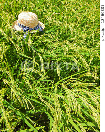 ８月の水田（若い稲穂と麦わら帽子）G4(帽子に向日葵のついているものあり。No.11884852~) 12466805