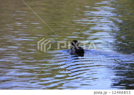 キンクロハジロ 12466853