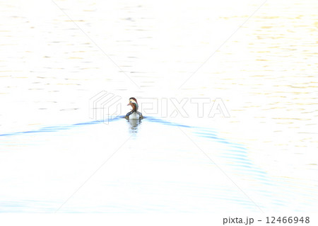 オシドリ オシドリ 12466948