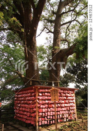 江の島神社　結びの木 12467012