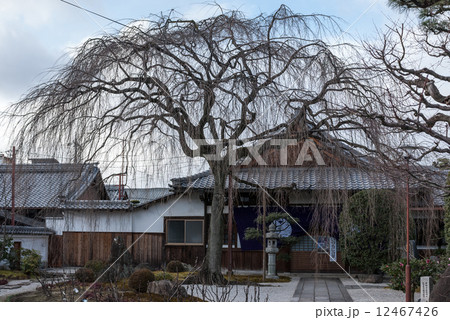 本満寺　枝垂れ糸桜 12467426
