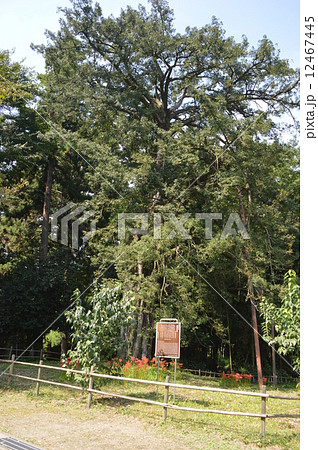 かやの木 あきる野市 かやの木 あきる野市 12467445