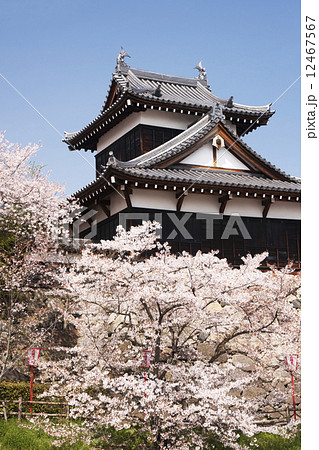 桜風景 大和郡山城 桜風景 大和郡山城 12467567