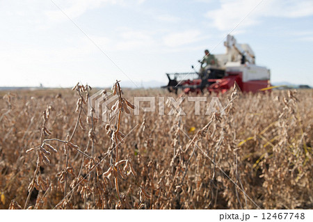 大豆収穫 大豆収穫 12467748
