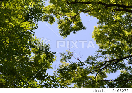 品川八潮の緑と空2 品川八潮の緑と空2 12468075