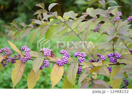 コムラサキ② 12468152