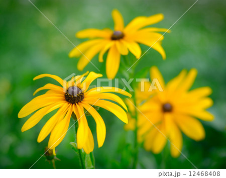 Black-eyed Susan 12468408