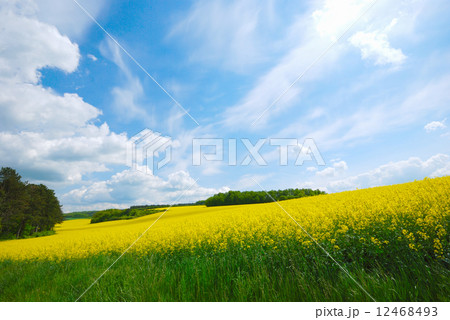 Rapeseed field Rapeseed field 12468493