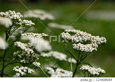 Yarrow Yarrow 12468684
