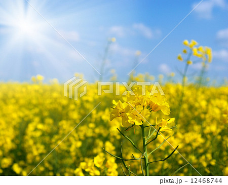 Brassica napus 12468744