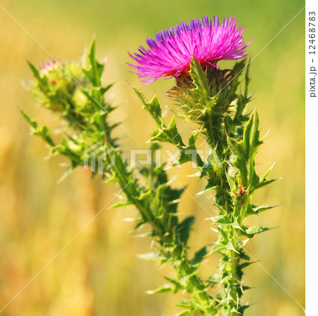 Thistle. Thistle. 12468783