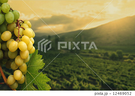 Green Grapes on vineyard background 12469052