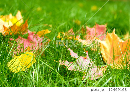 Fallen leaves Fallen leaves 12469168