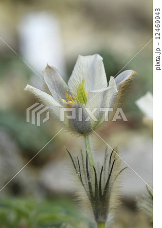 ハルオキナグサ ハルオキナグサ 12469943