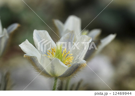 ハルオキナグサ 12469944