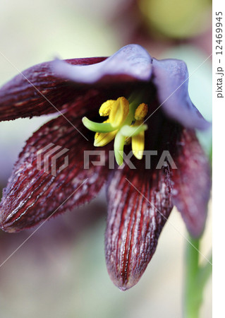 クロユリ クロユリ 12469945