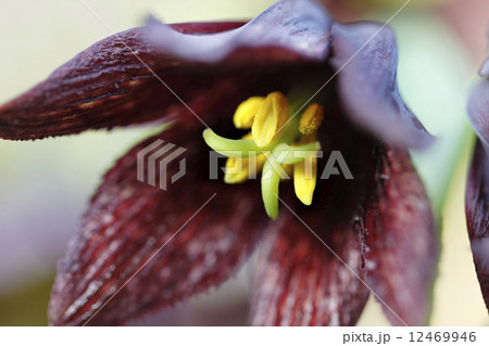 クロユリ クロユリ 12469946