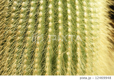 金晃丸　キンコウマル　サボテン 12469948