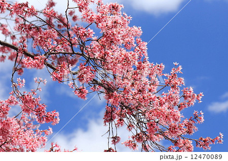 おかめ桜 12470089