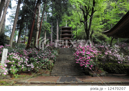 室生寺　五重塔と石楠花 12470207
