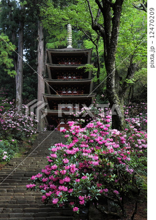 室生寺 五重塔と石楠花の写真素材