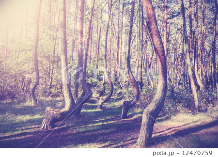 Vintage style picture of Crooked Forest, Poland. Vintage style picture of Crooked Forest, Poland. 12470759