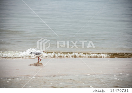 Retro style nature background. Bird on the beach. Retro style nature background. Bird on the beach. 12470781