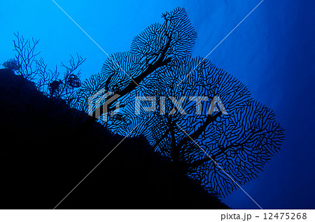 イソバナ、ウミウチワ、ヤギ イソバナ、ウミウチワ、ヤギ 12475268