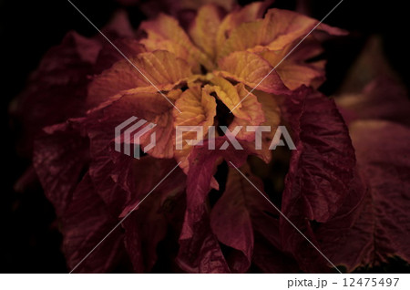 花の名 花の名 12475497
