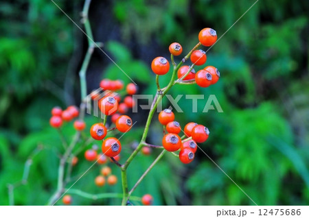 ノイバラ実 12475686