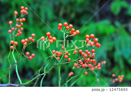 ノイバラ実 ノイバラ実 12475693