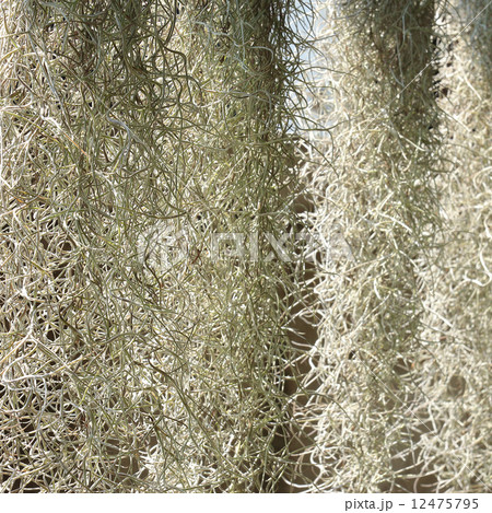 home decorated garden with spanish moss hanging strand home decorated garden with spanish moss hanging strand 12475795