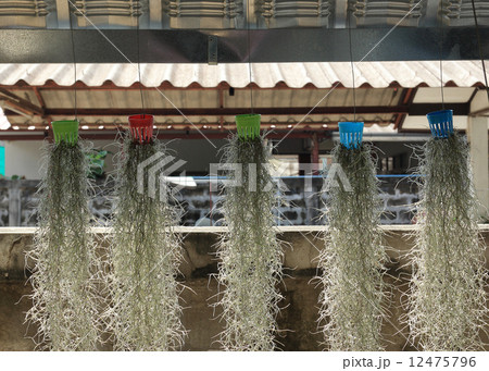 home decorated garden with spanish moss hanging strand home decorated garden with spanish moss hanging strand 12475796