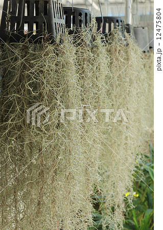 home decorated garden with spanish moss hanging strand home decorated garden with spanish moss hanging strand 12475804