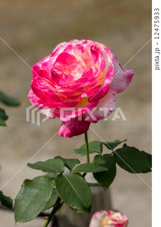 四季咲きのバラ(ダブルデライト) 四季咲きのバラ(ダブルデライト) 12475933