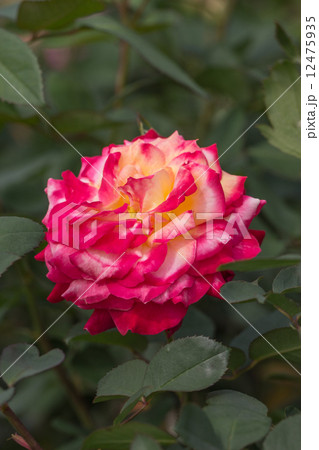 四季咲きのバラ（ ミラマーレ） 12475935