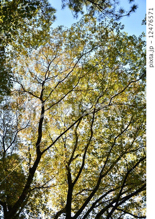 紅葉前グラデーション 紅葉前グラデーション 12476571