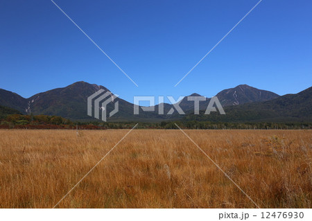 戦場ヶ原の秋 12476930